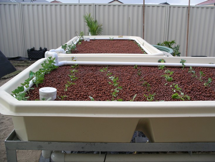 Aquaponics-3forum.jpg
