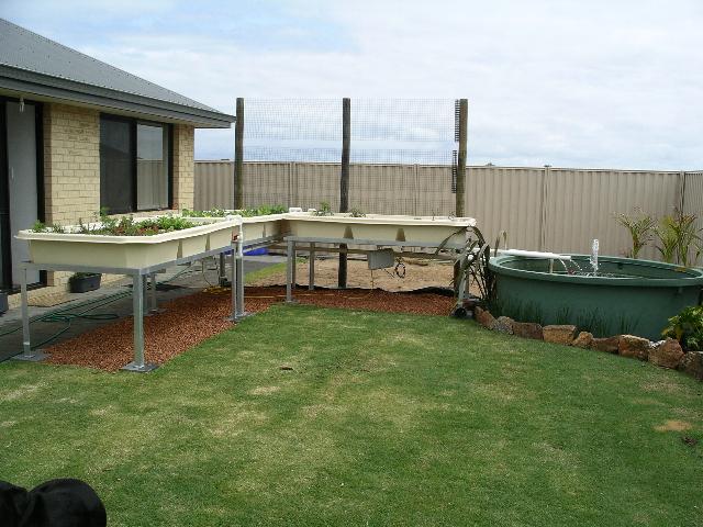 Aquaponics-Seedlings in 31-9-08 075.jpg
