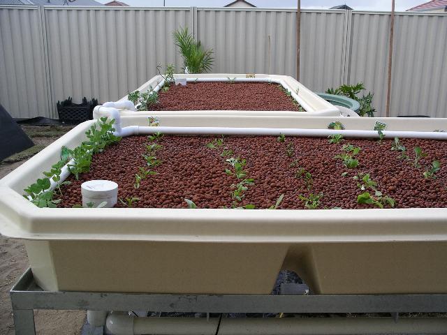 Aquaponics-Seedlings in 13-9-08 010.jpg