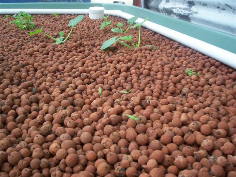 Tomato seeds emerging.jpg