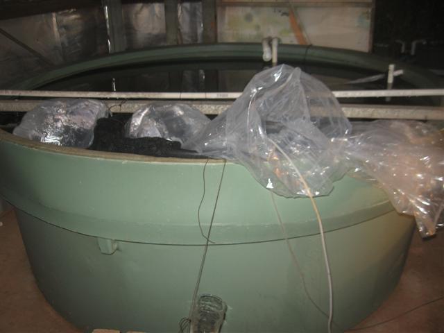 barra d day 005 (Small).jpg