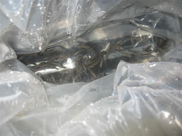 barra d day 006 (Small).jpg