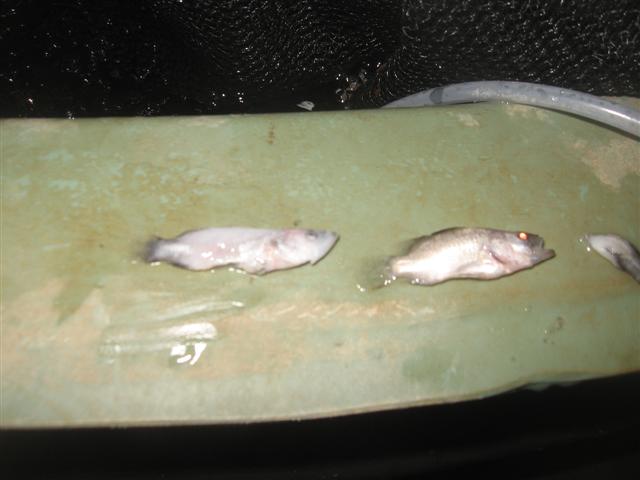 barra d day 007 (Small).jpg