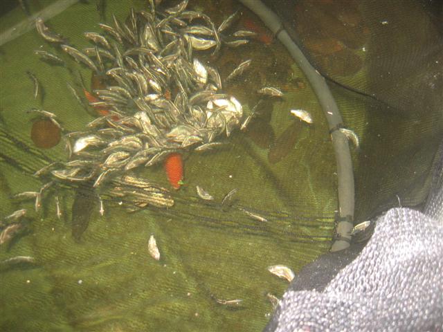 barra d day 008 (Small).jpg