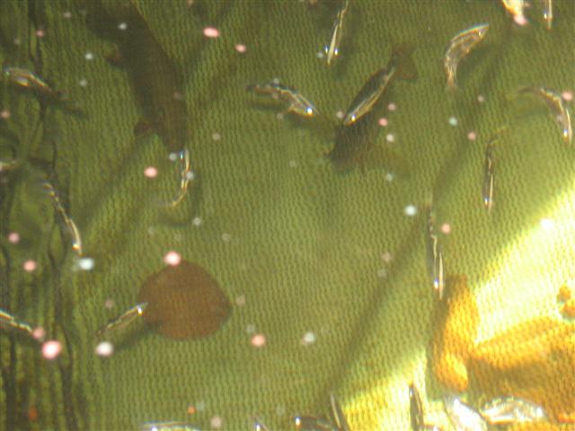 barra d day (Small).jpg