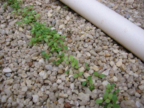 Seedlings_7_1.GIF