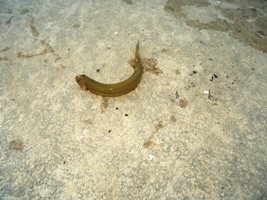 aquaholic inc 001.jpg