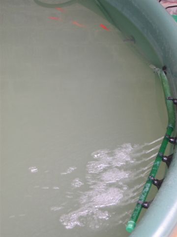 Canister Filter Water Out_1_1.JPG
