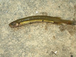 aquaholic inc 002.jpg