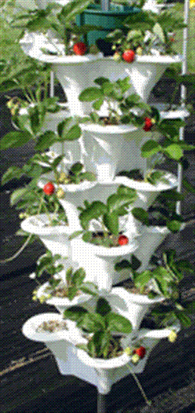 cleanairgardening_1940_30612550 (Medium).gif