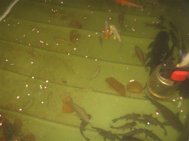 6 days on, D - Barra day 001 (Small) (2).jpg