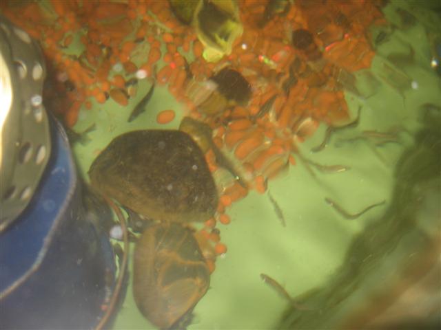 6 days on, D - Barra day 003 (Small).jpg