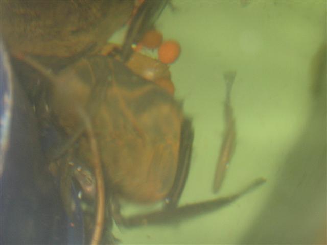 6 days on, D - Barra day 004 (Small).jpg