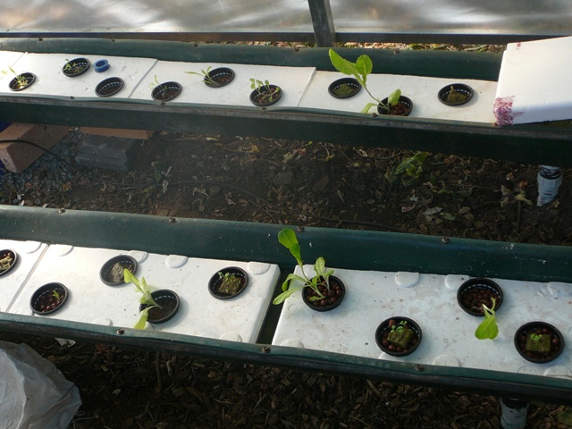 plant growth 003.jpg