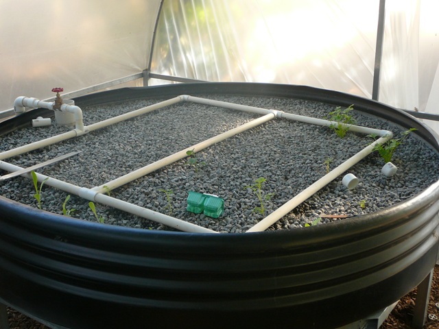 plant growth 002.jpg