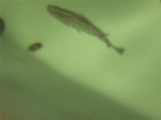 6 days on, D - Barra day 006 (Small).jpg