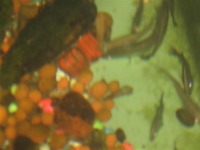 6 days on, D - Barra day 008 (Small) (Small).jpg