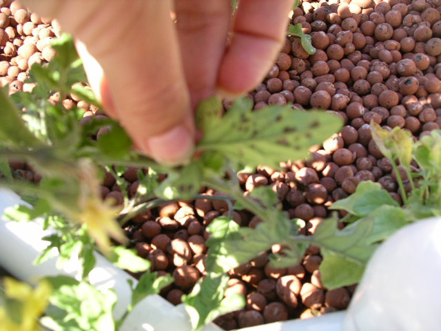 9-10-08 Plant problems 005.jpg