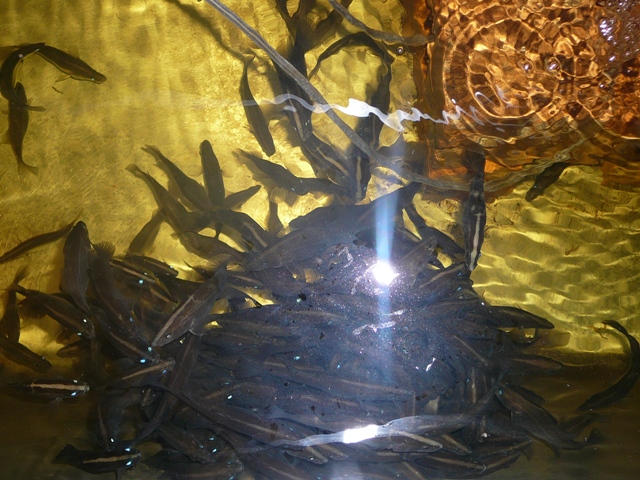 plant growth 004.jpg