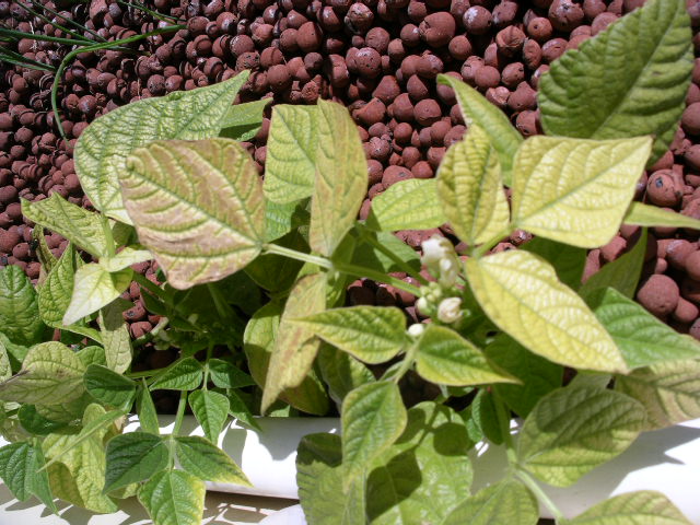 9-10-08 Plant problems 006.jpg