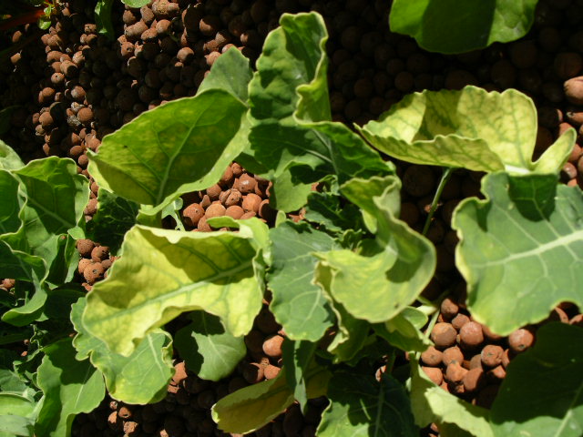 9-10-08 Plant problems 007.jpg