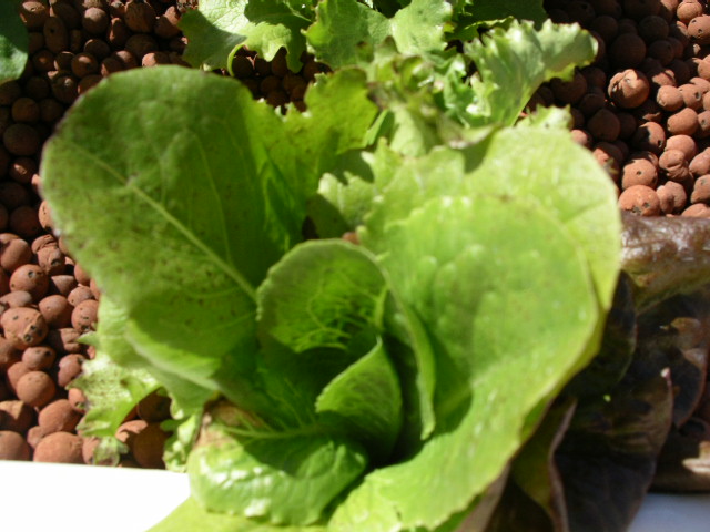 9-10-08 Plant problems 008.jpg