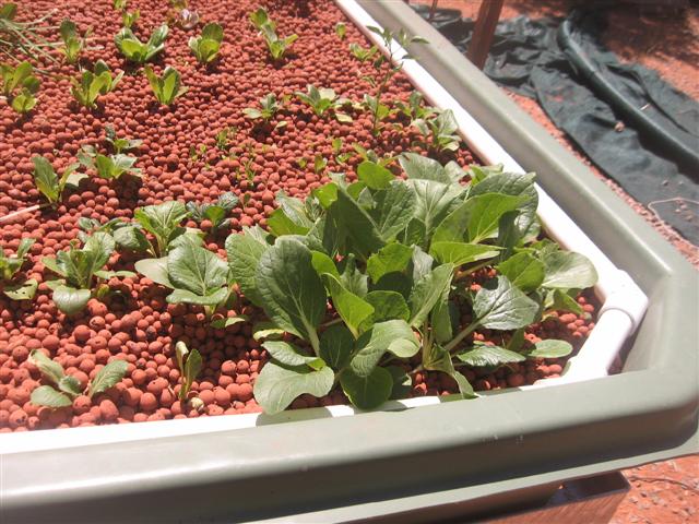 2 week old seedlings 008 (Small).jpg