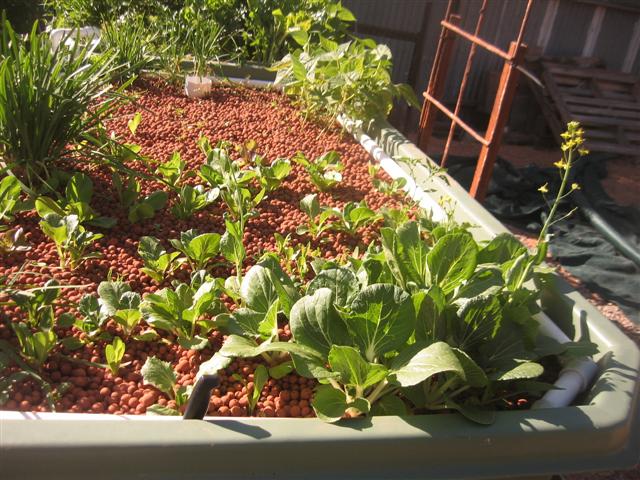 2 week old seedlings 010 (Small).jpg