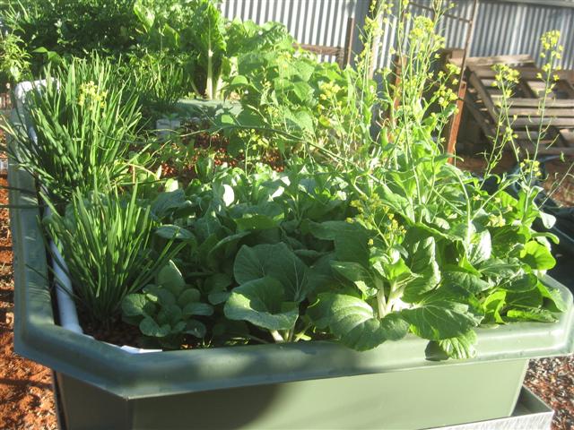 growth rate 001 (Small).jpg