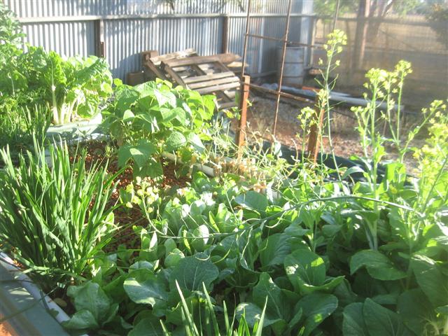 growth rate 002 (Small).jpg