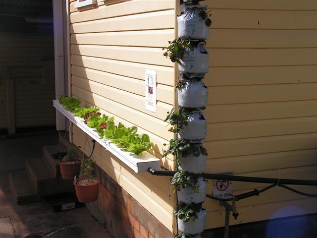 my aqua 003 (Small).jpg