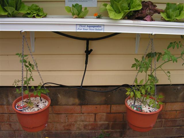 my aqua 009 (Small).jpg