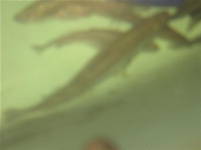 fish bolting in growth 004 (Small).jpg