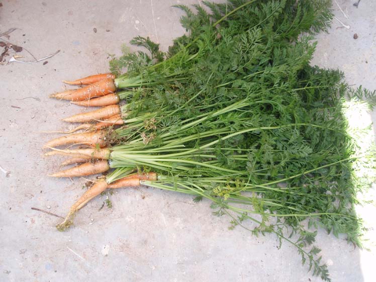 Carrots.jpg