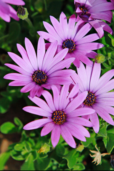 400px-African_daisy_sept2006_02.jpg