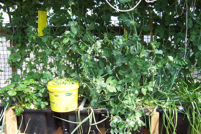 Bucket of snow peas picked today (Medium).jpg