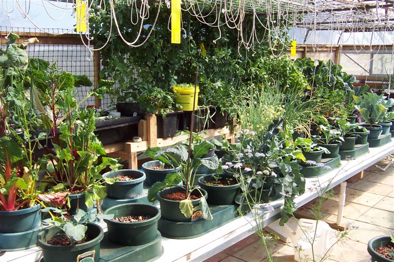 Plant growth in AP Autopots 31 August 2008 002 (Medium).jpg