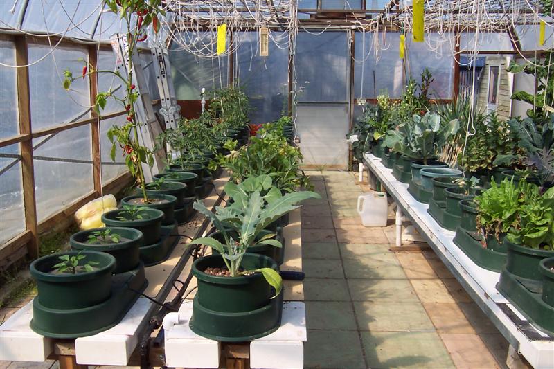 Plant growth in AP Autopots 31 August 2008 003 (Medium).jpg