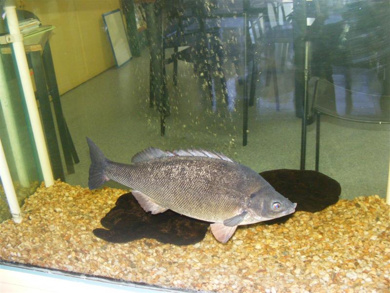 DSCF5072 (Medium).JPG