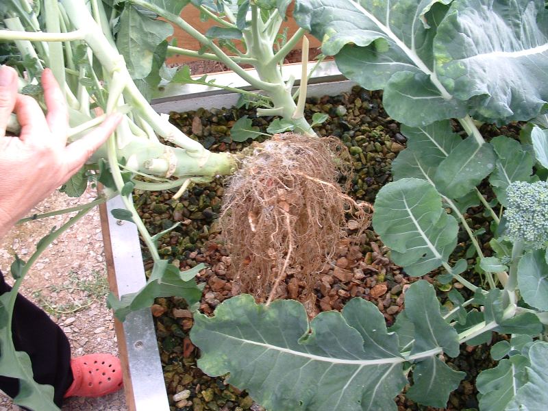 broccoli roots.JPG