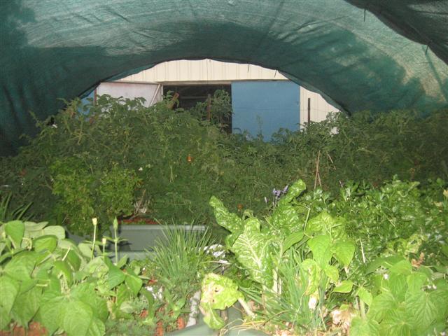 root rot and shade back up 004 (Small).jpg