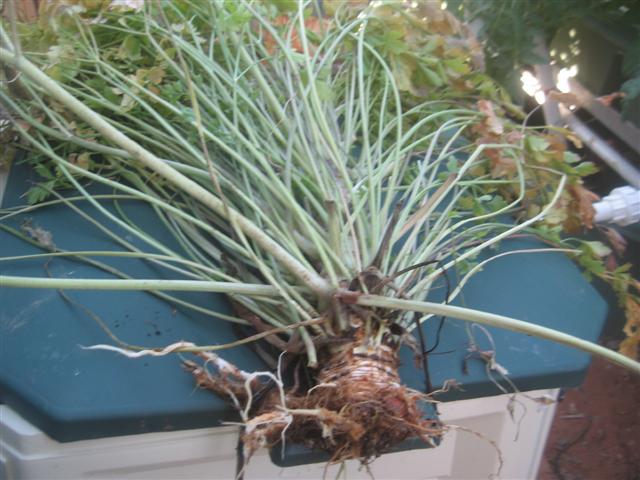 root rot and shade back up 001 (Small) (2).jpg