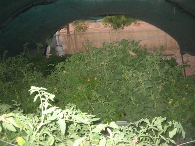 root rot and shade back up 002 (Small).jpg