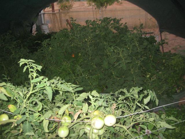 root rot and shade back up 003 (Small).jpg