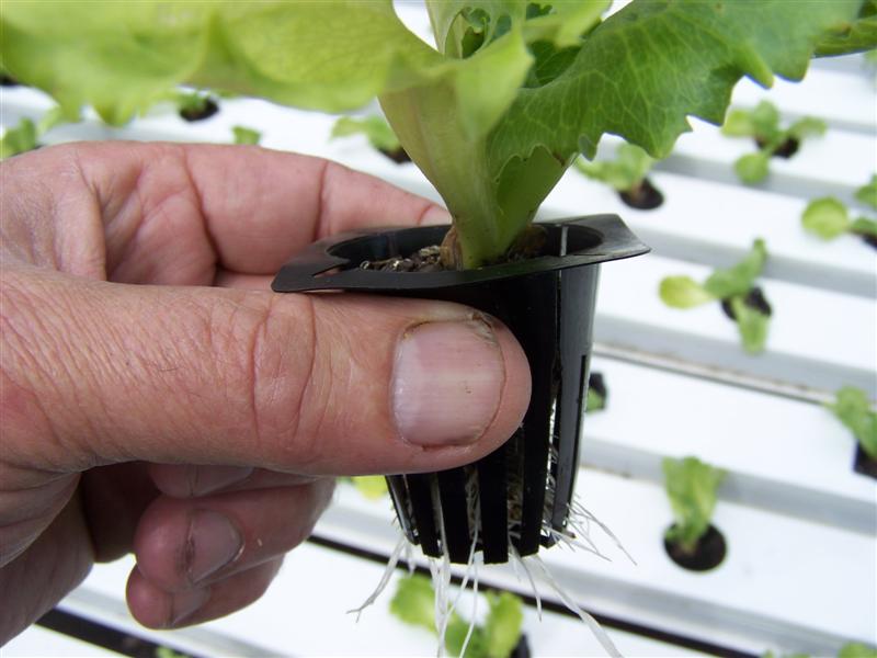 100_1342 (Medium).JPG