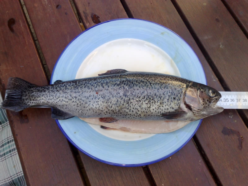 Biggest Trout.jpg