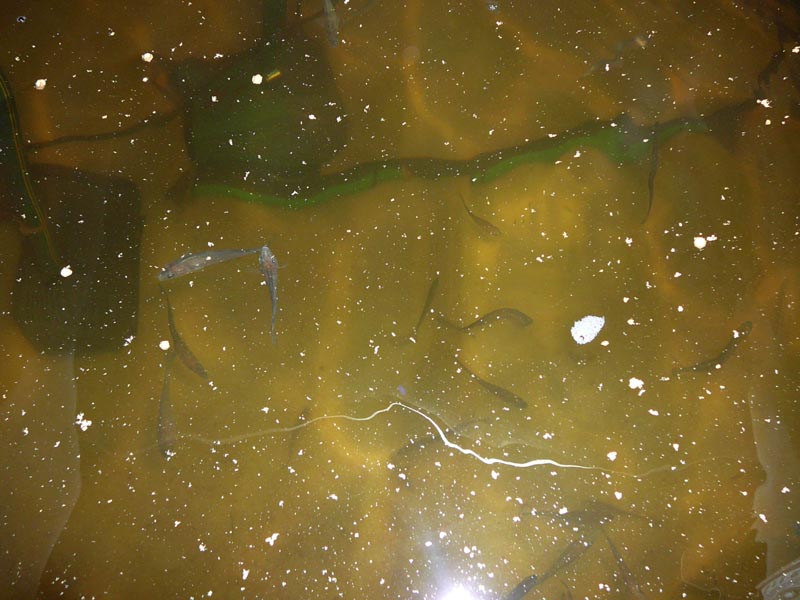 Silvers10_10 002 redcopy.jpg