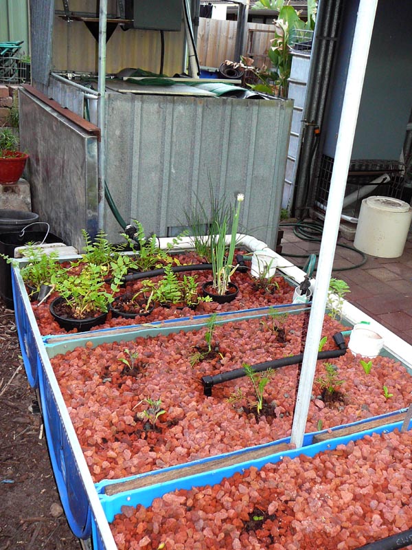 Silvers10_10 005redcopy.jpg