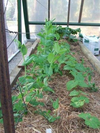 vegies 14,10,2008 001.JPG