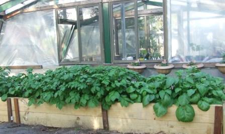 vegies 14,10,2008 003.JPG